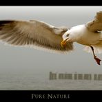 Pure Nature V - Möve