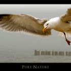 Pure Nature V - Möve