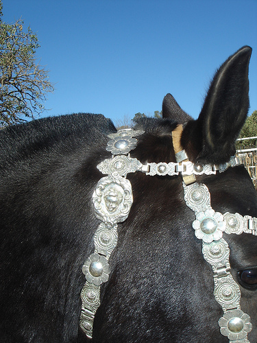 pure silver halter Argentina circa 1860