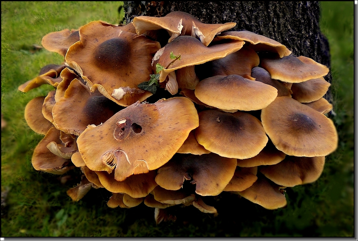 Pure souche !!!! photo et image plantes, champignons & lichens, nature Images