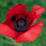 purer Mohn