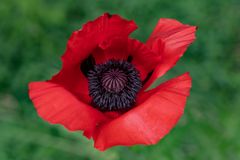 purer Mohn