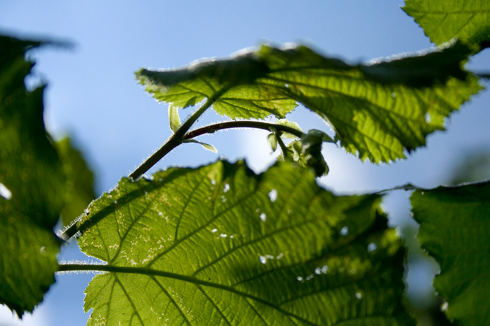 Purer Sommer, Teil I