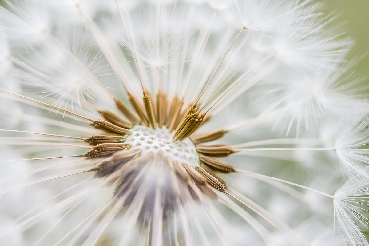 Pures Gold, mitten in der Pusteblume 