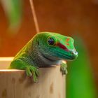 User Profile Photo