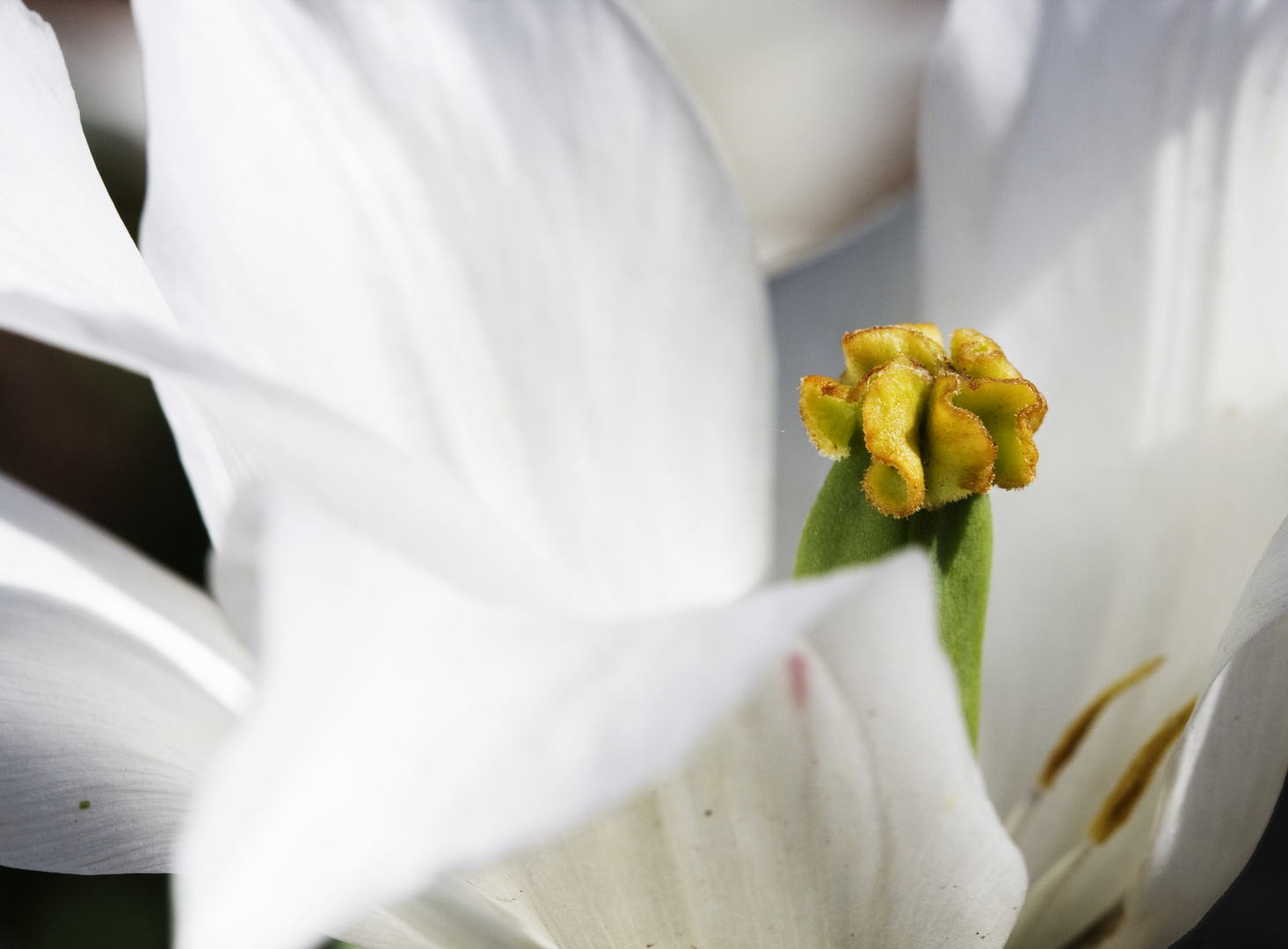 Purity