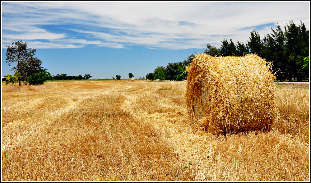 puro campo