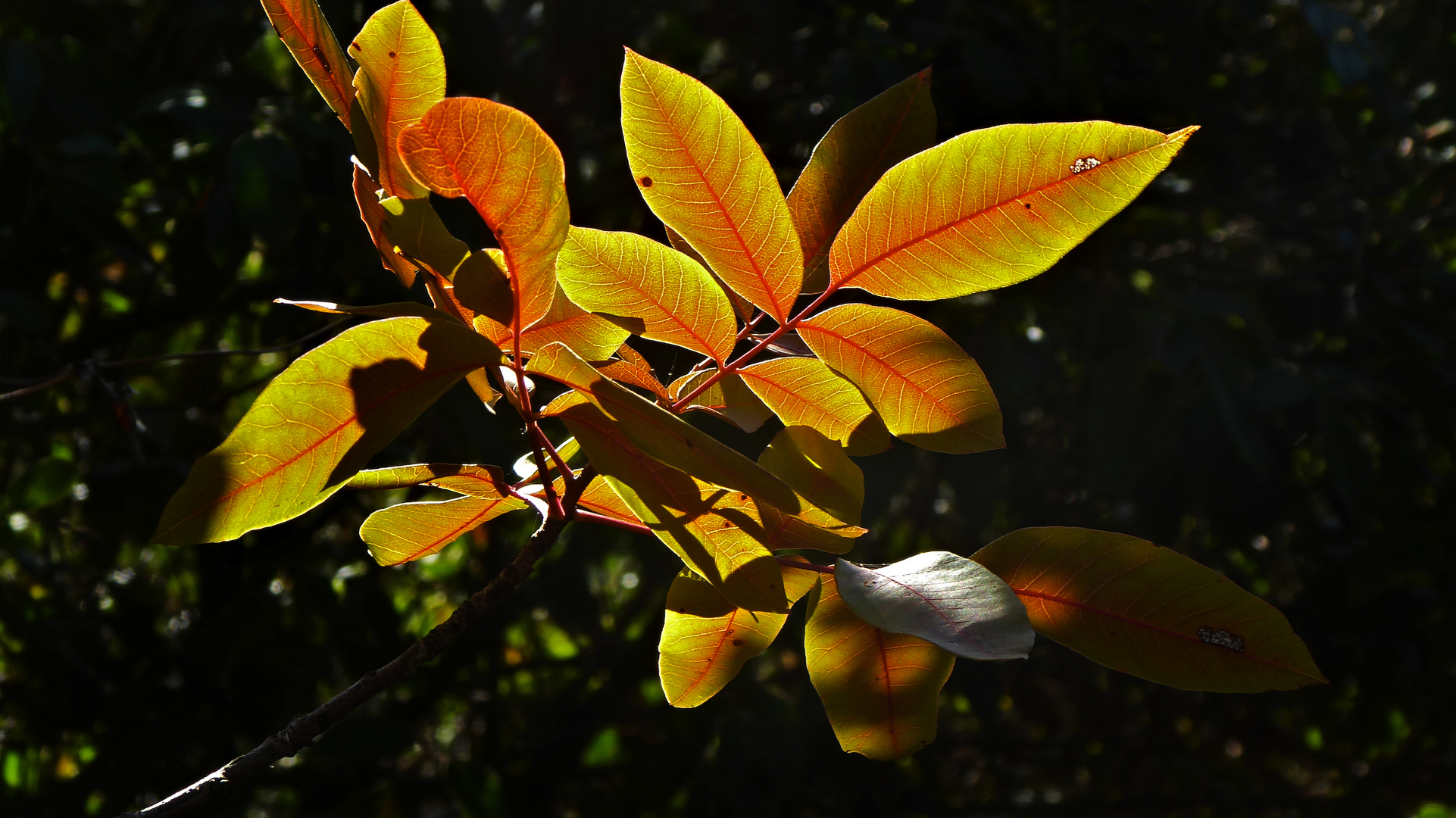 Puro otoño