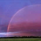 Purpel Rain-Bow