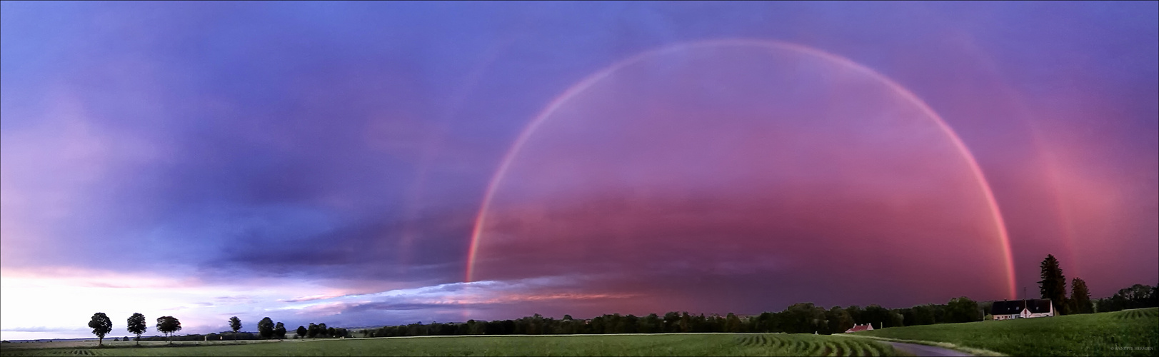 Purpel Rain-Bow