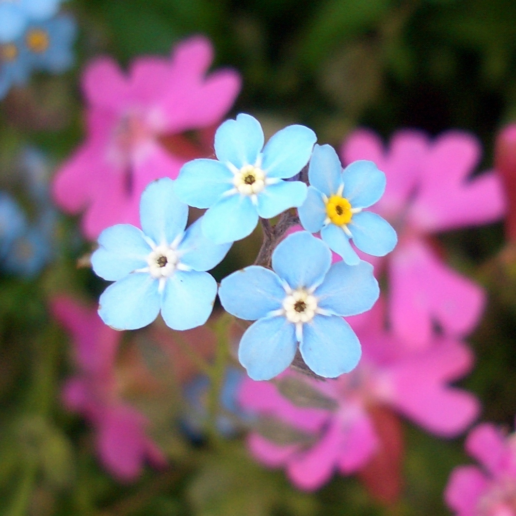 Purple and Blue