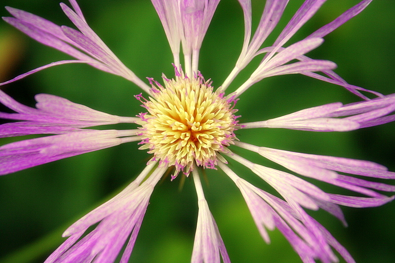 Purple and Green