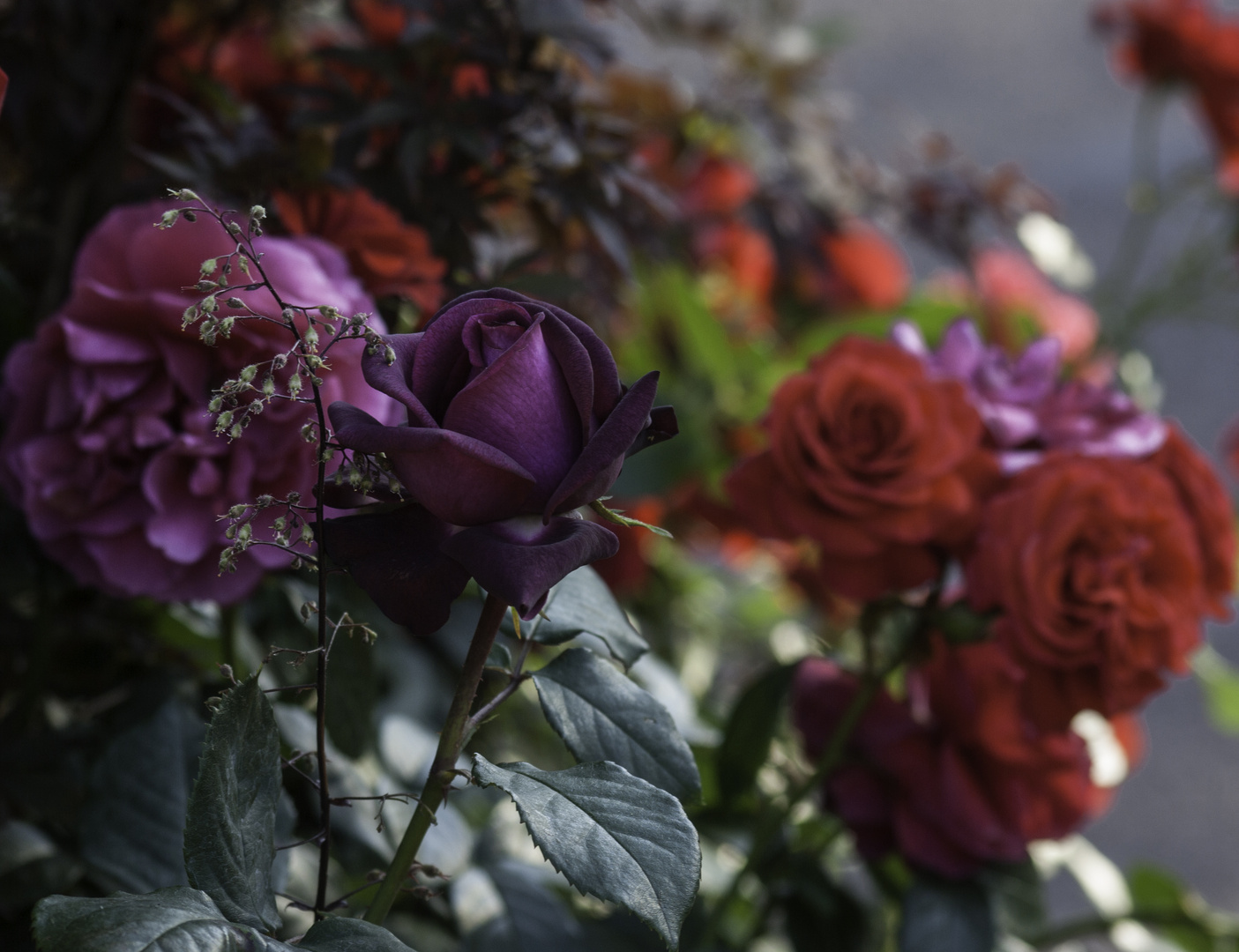 Purple and red roses