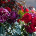 Purple and red roses