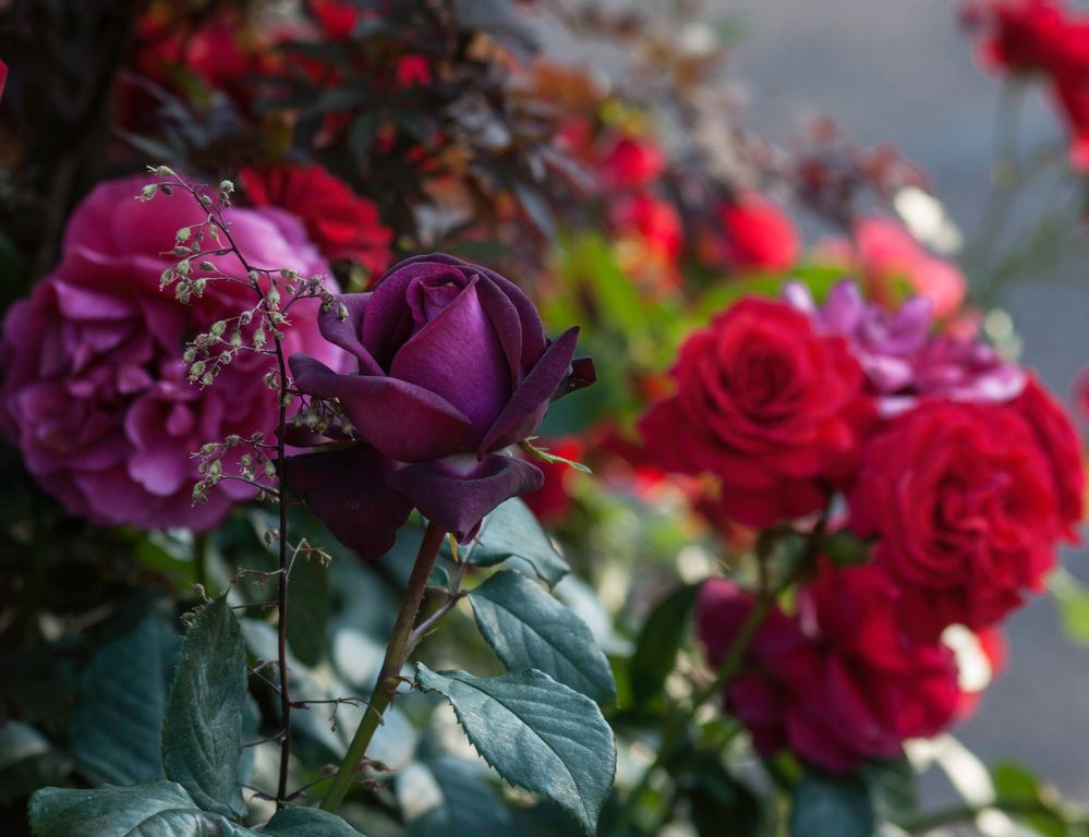 Purple and red roses