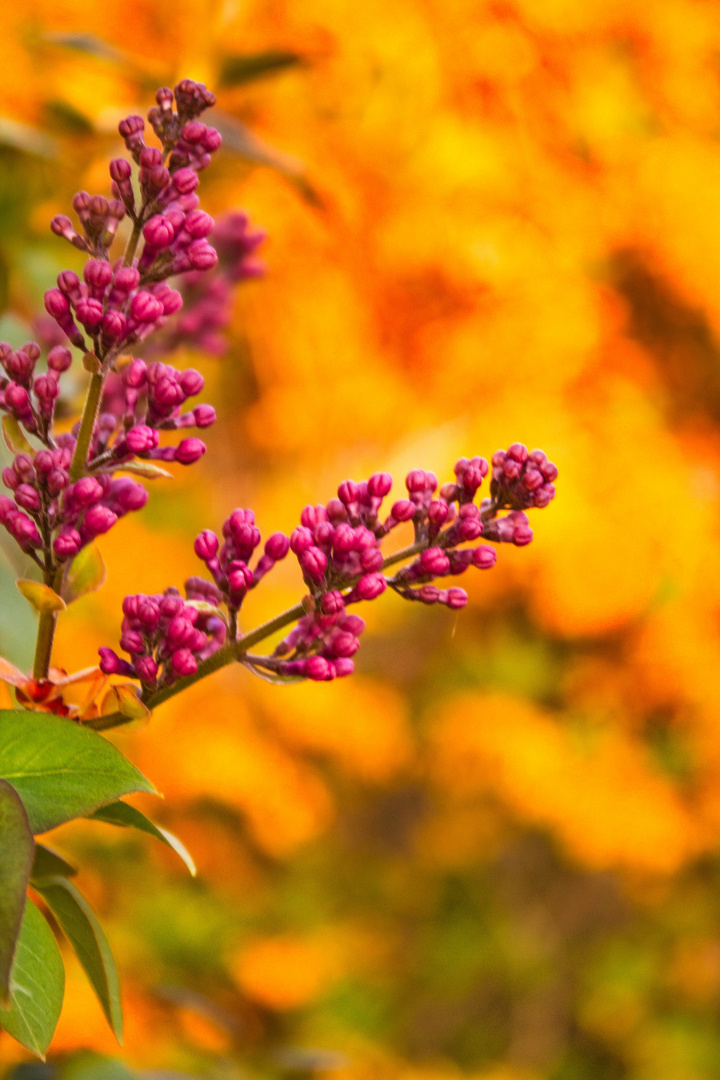 Purple and Yellow (2)