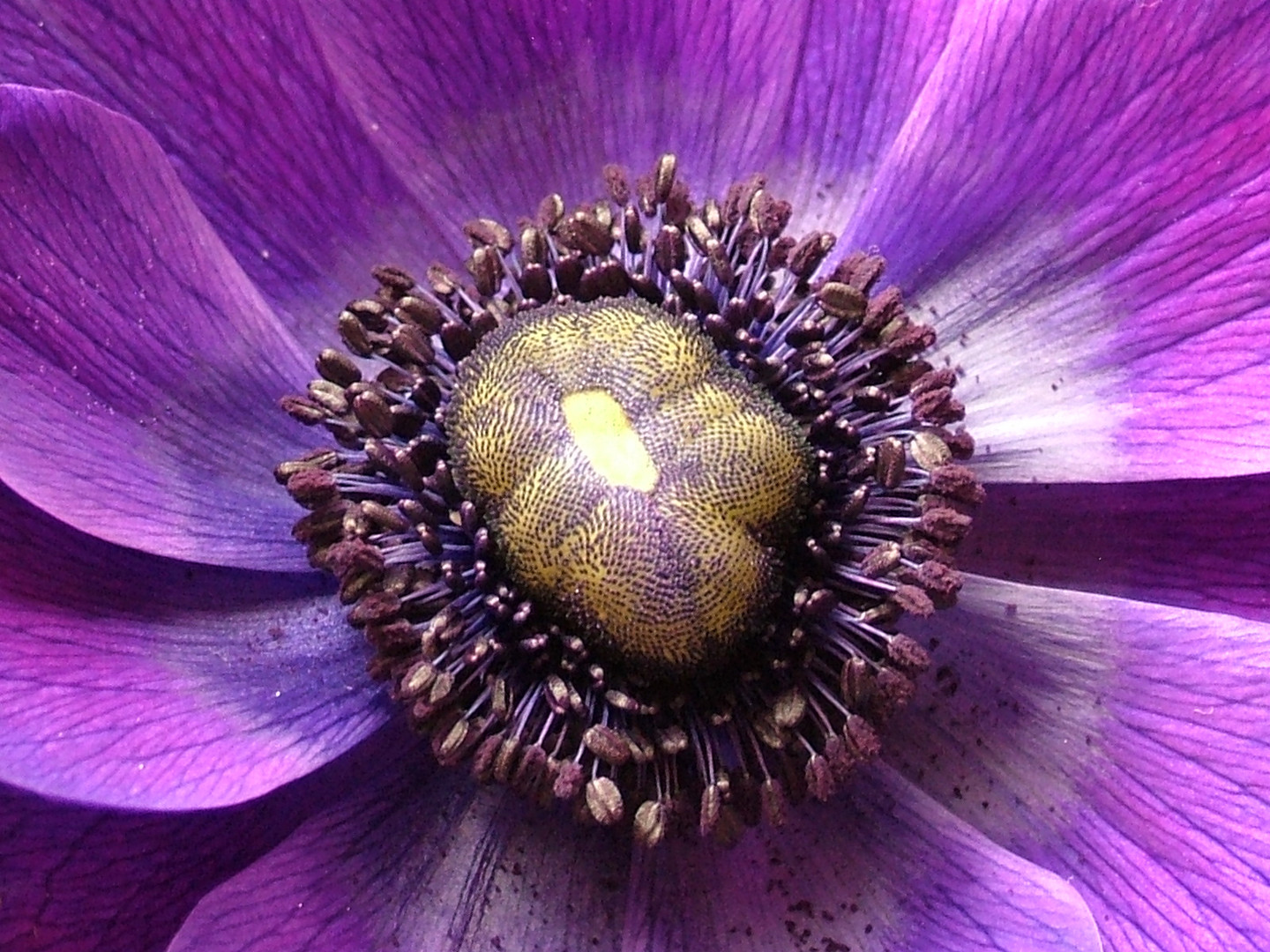 Purple Anemone