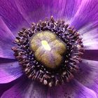 Purple Anemone