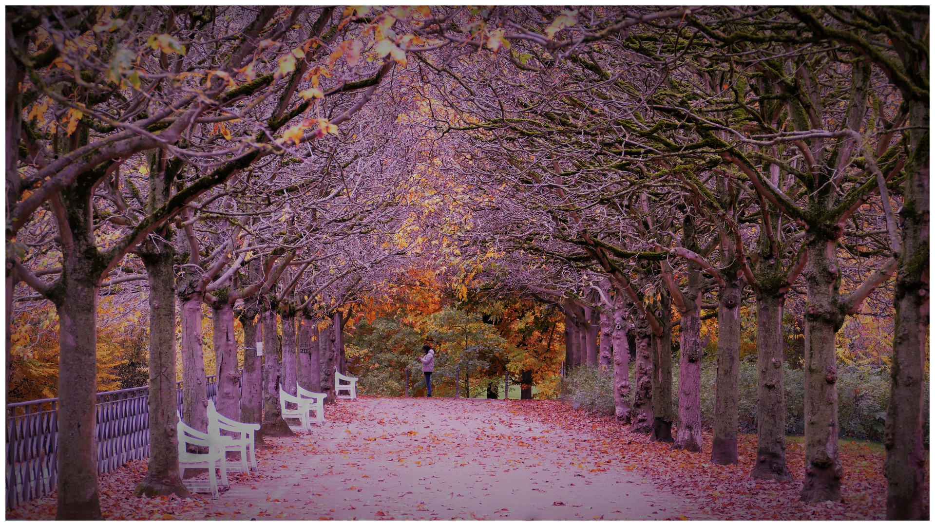 Purple Autumn...