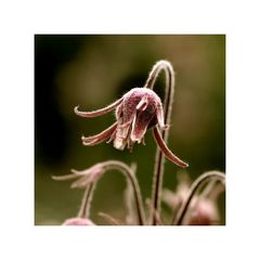 *** purple avens ***