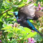 Purple-banded sunbird (Cinnyris bifasciatus)
