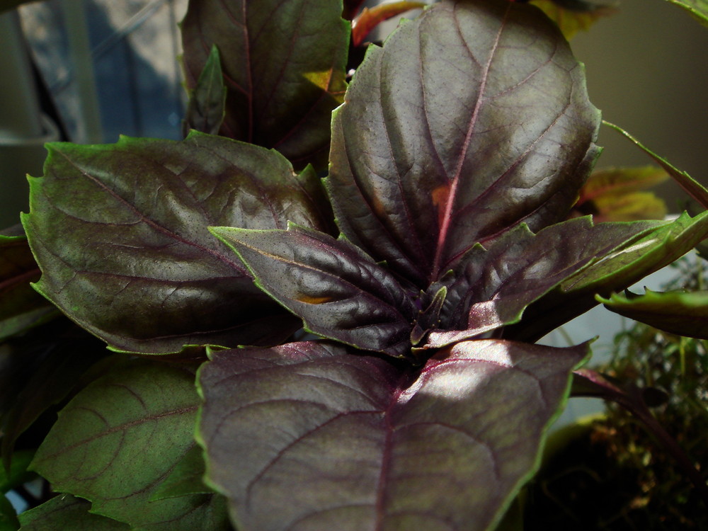 Purple Basil