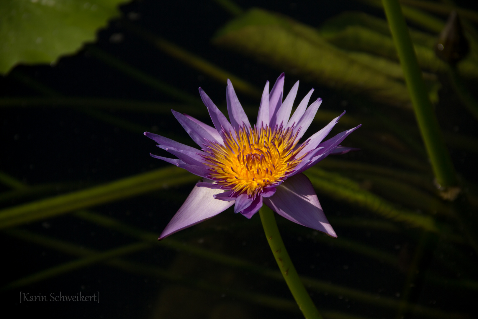 purple beauty