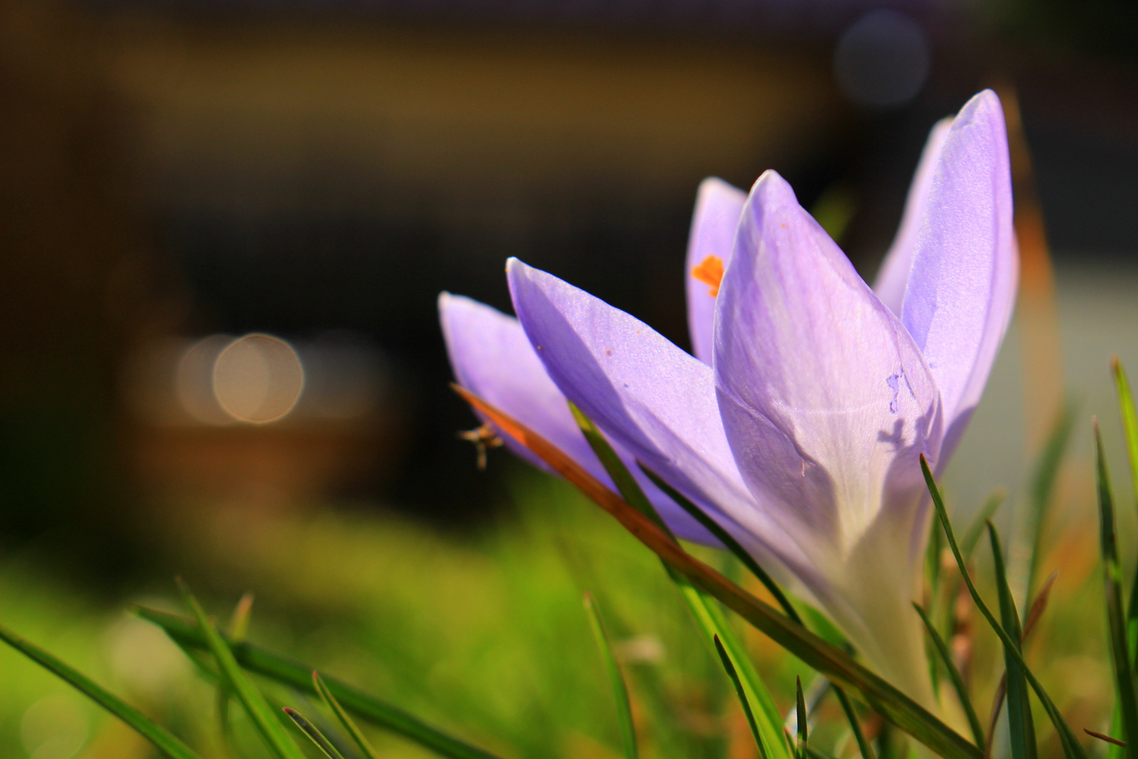 Purple beauty