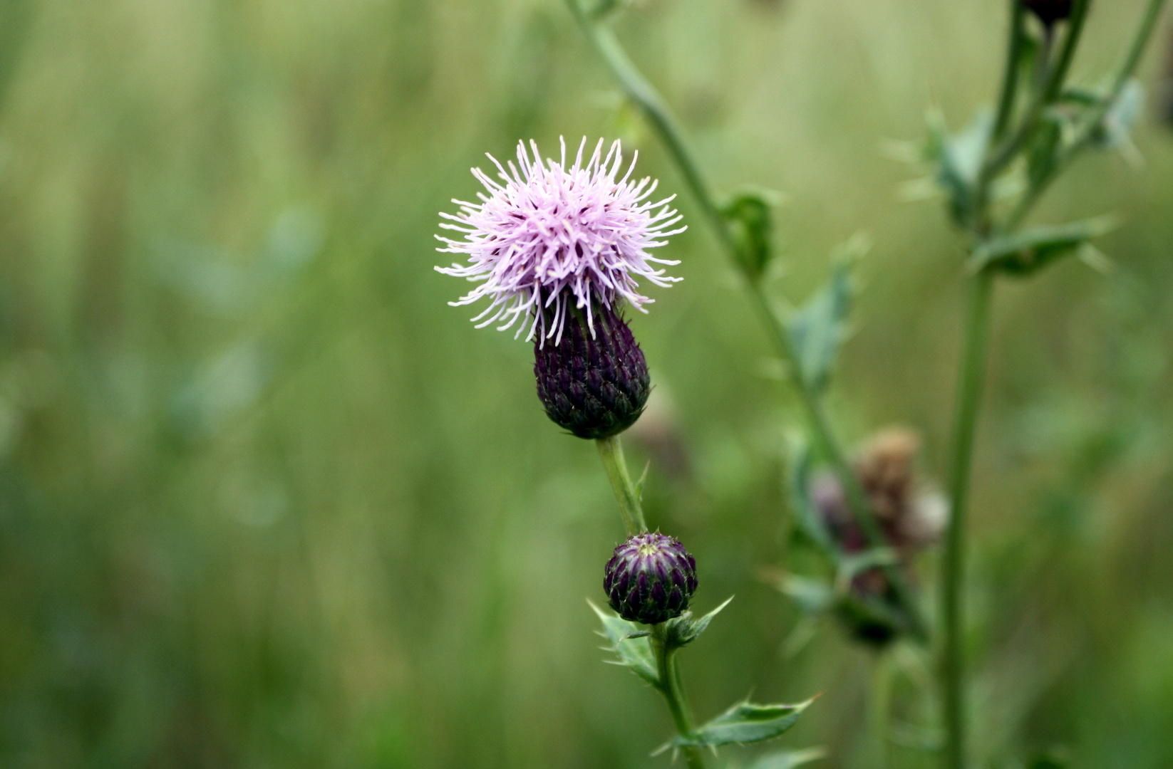 Purple Beauty