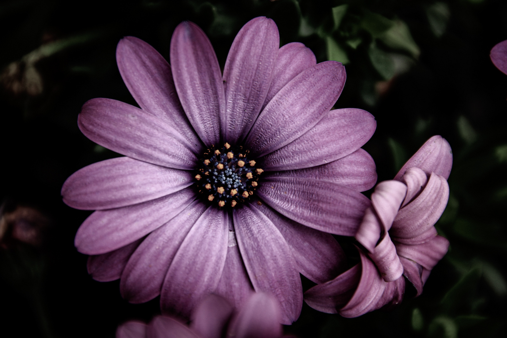 purple beauty