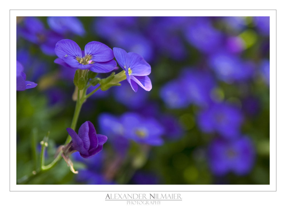 Purple Beauty