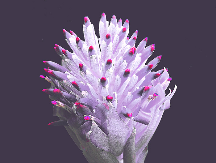 Purple Bloom