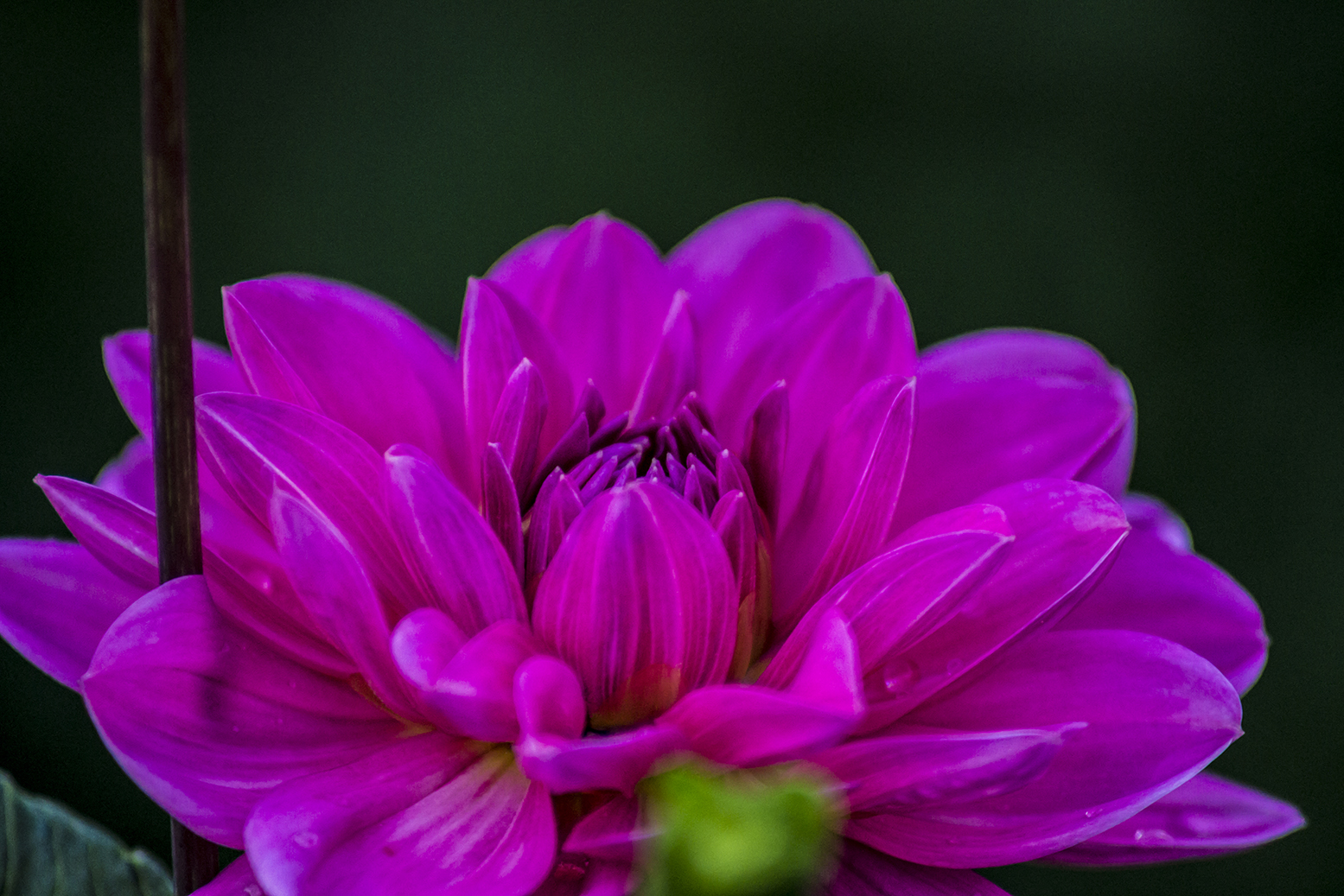 purple bloom