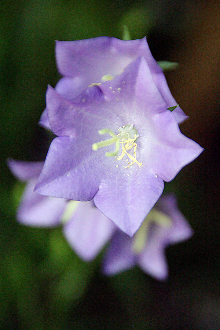 purple blossom