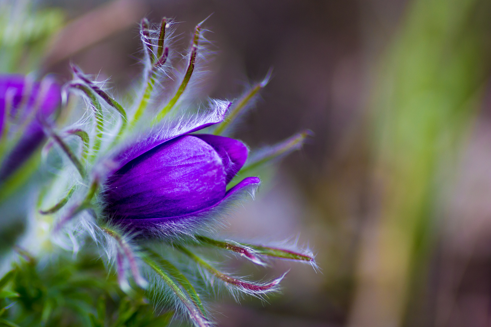 Purple Blossom