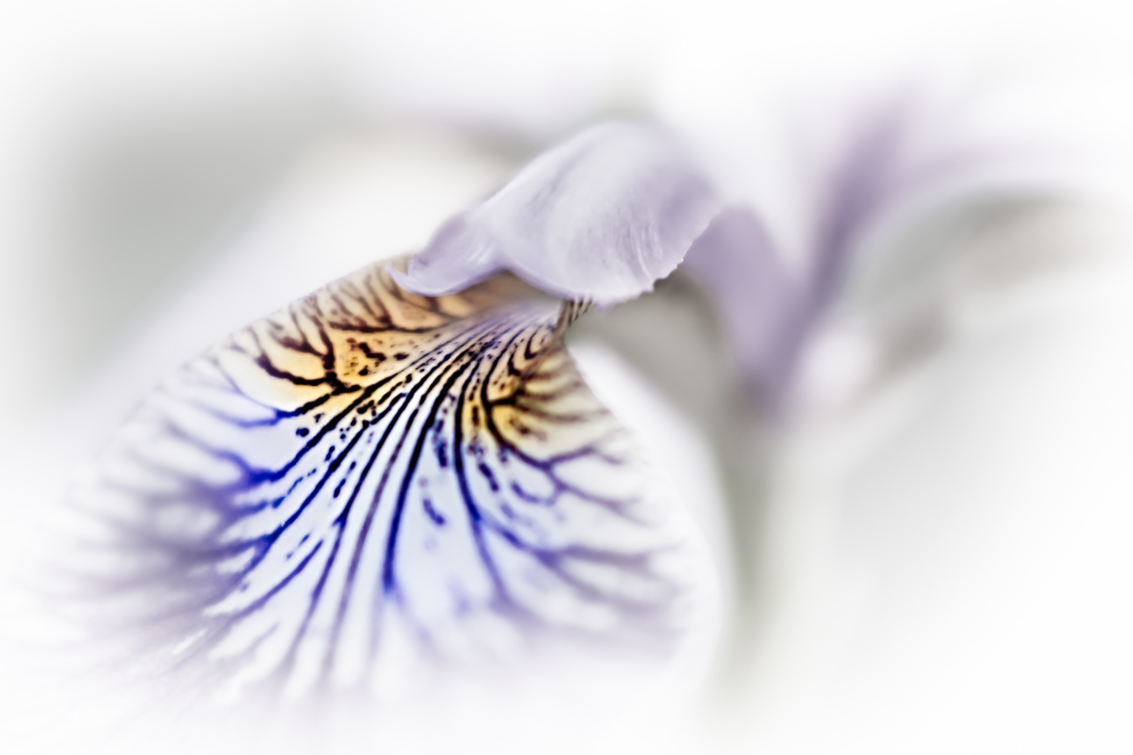 Purple Blur (Iris versicolor)