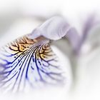Purple Blur (Iris versicolor)