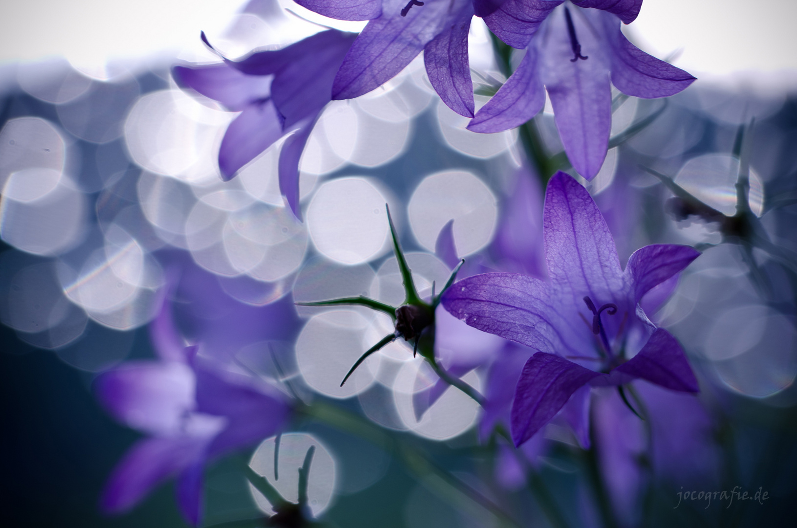 purple bokeh