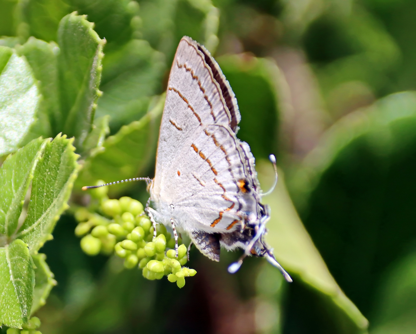 Purple-Brown Hairstreak