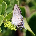 Purple-Brown Hairstreak