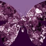 Purple Butterfly