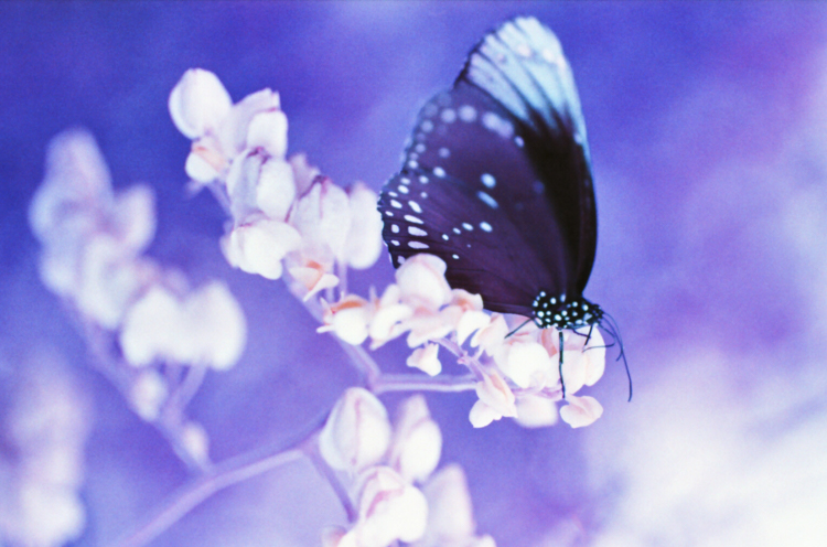 purple butterfly