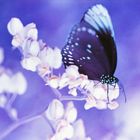 purple butterfly