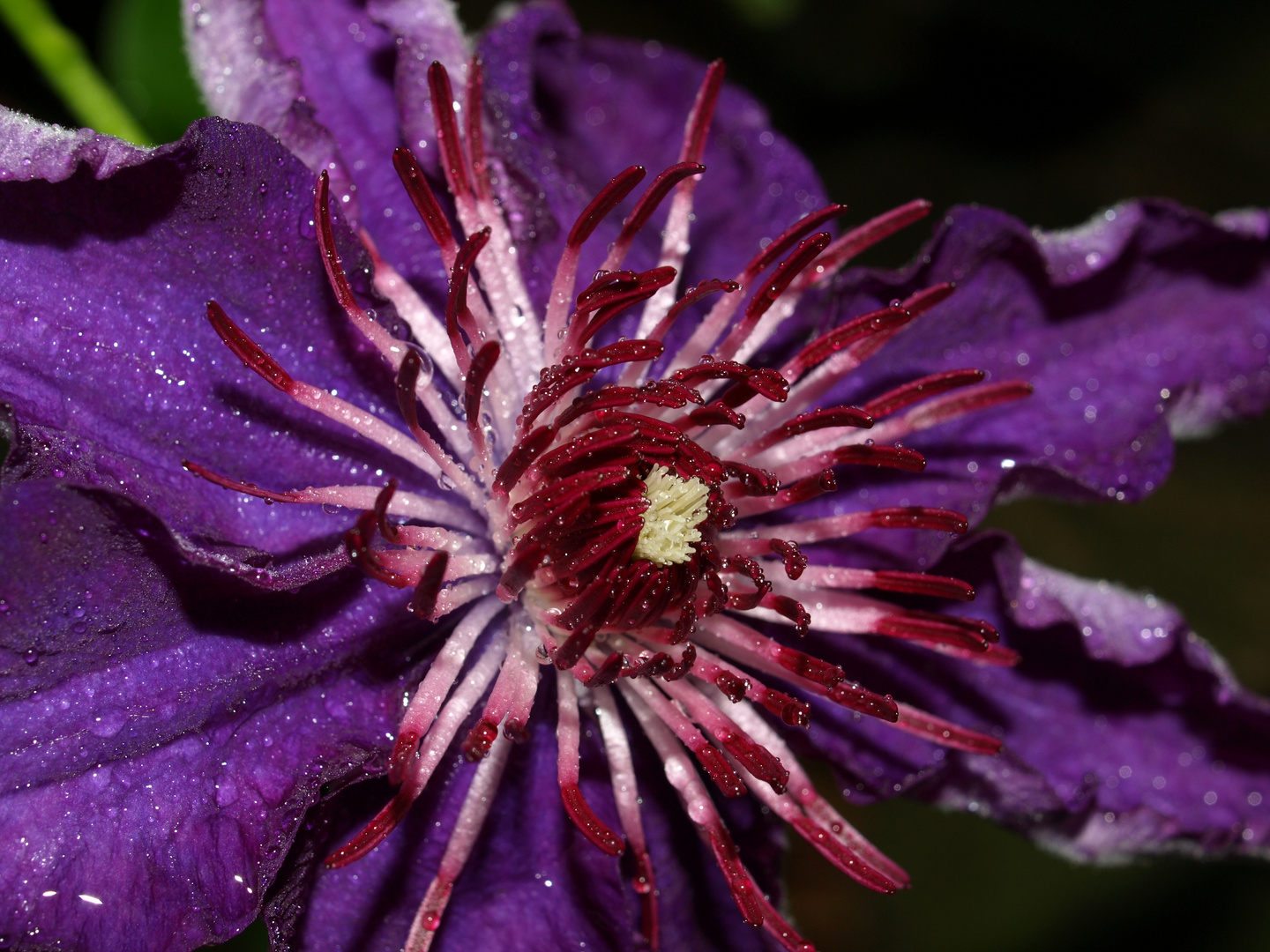 PURPLE CLEMATIS