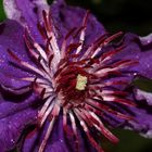 PURPLE CLEMATIS