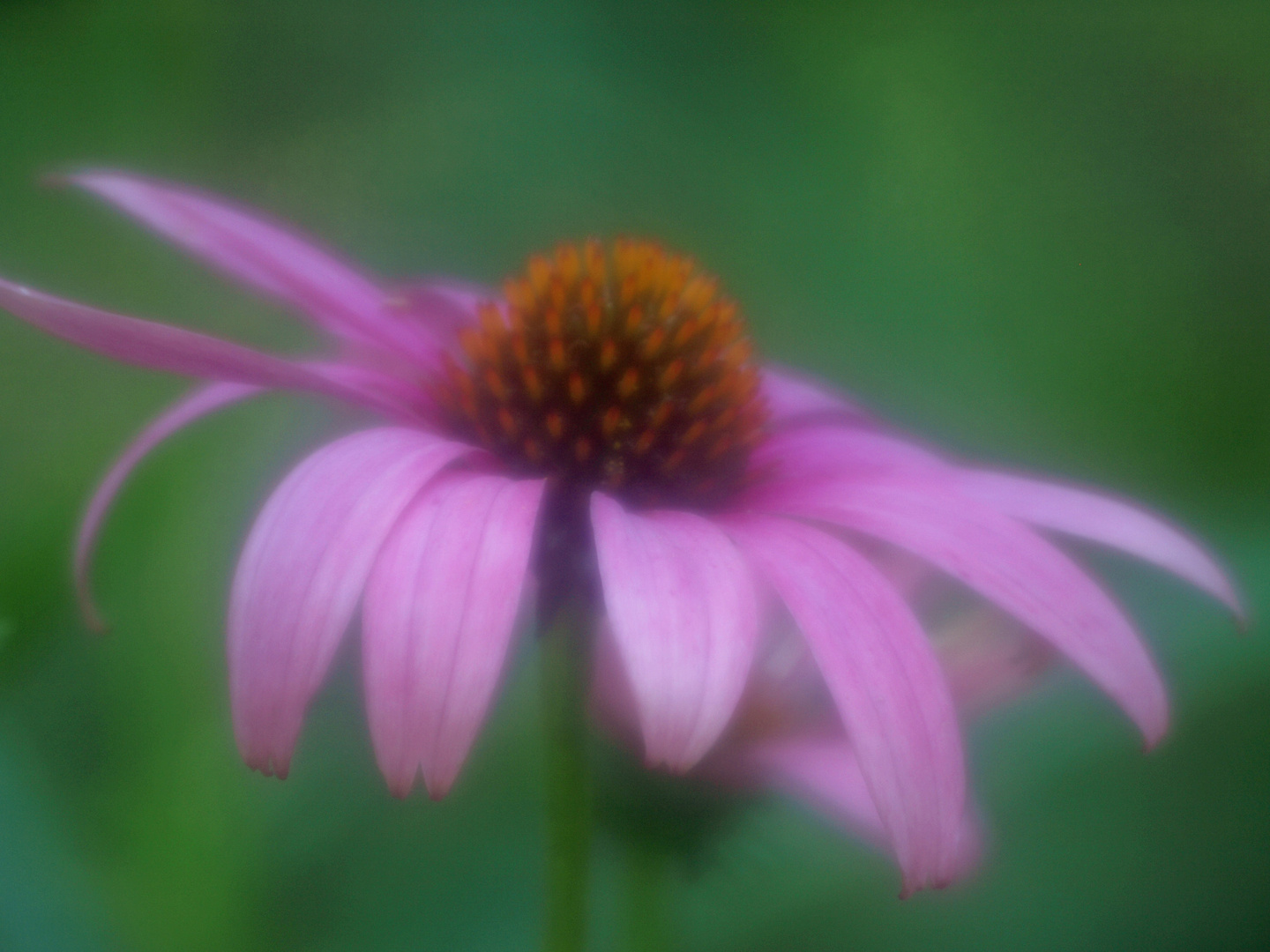 purple cone flower