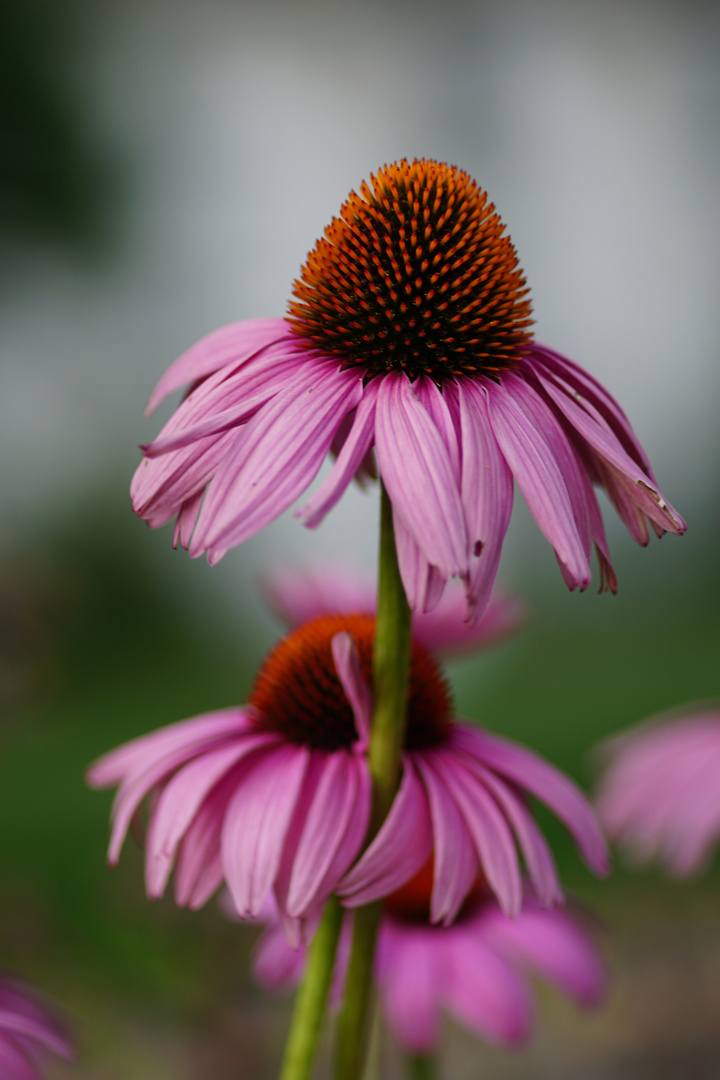 Purple-coneflower