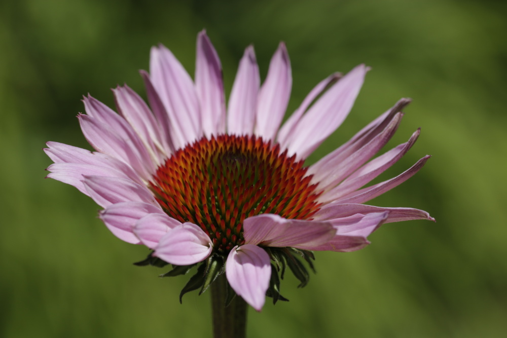 Purple coneflower (Echinacea purpurea)