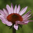 Purple coneflower (Echinacea purpurea)