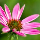 Purple Coneflower - Sonnenhut (Echineacea)